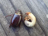 scarab grub vs billbug larvae