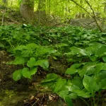 Skunk cabbage growing in wetland habitat