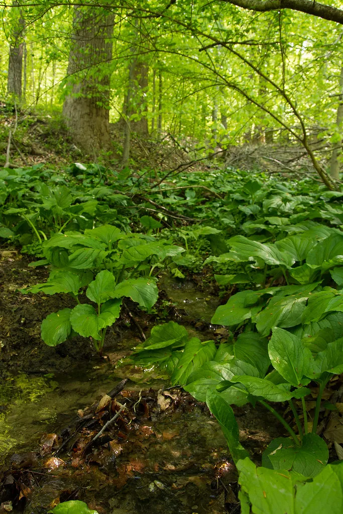 Skunk cabbage growing in wetland habitat