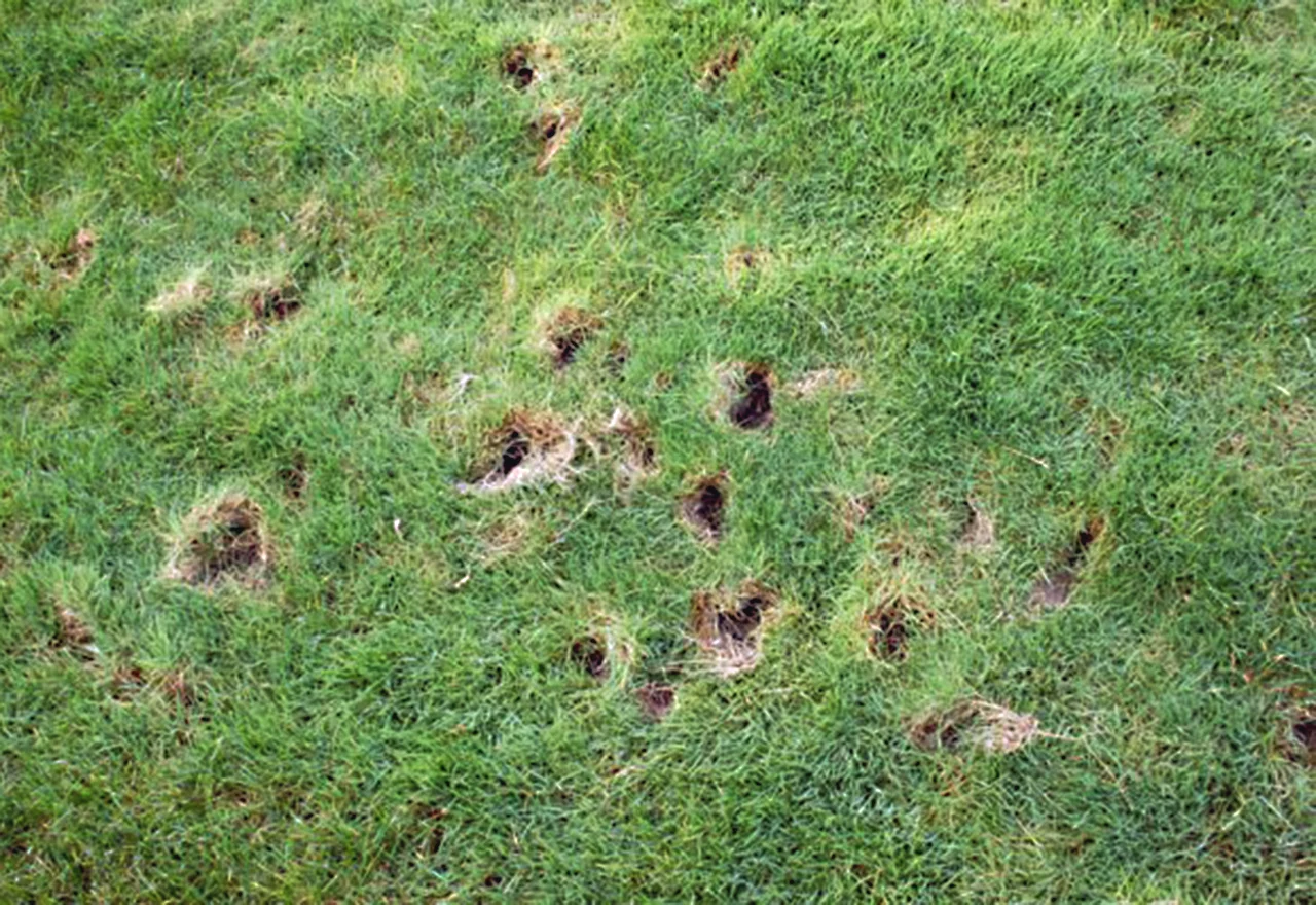 skunk cone-shaped holes in lawn