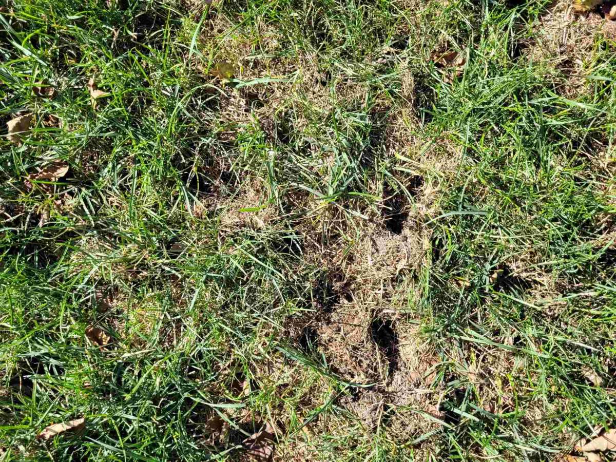 skunk damage lawn grubs