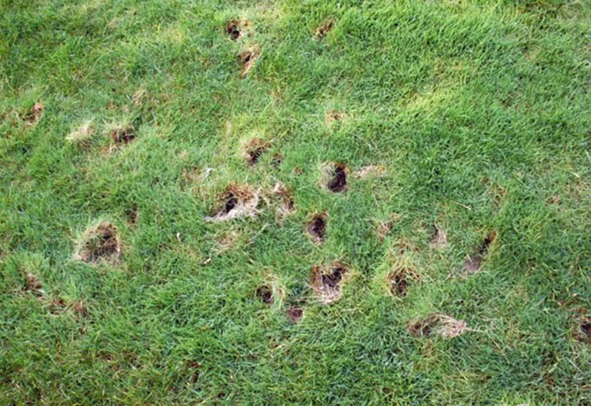 skunk digging lawn grubs