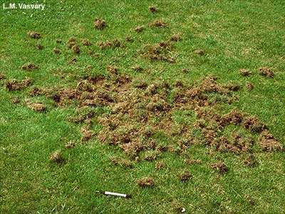 skunk digging lawn grubs
