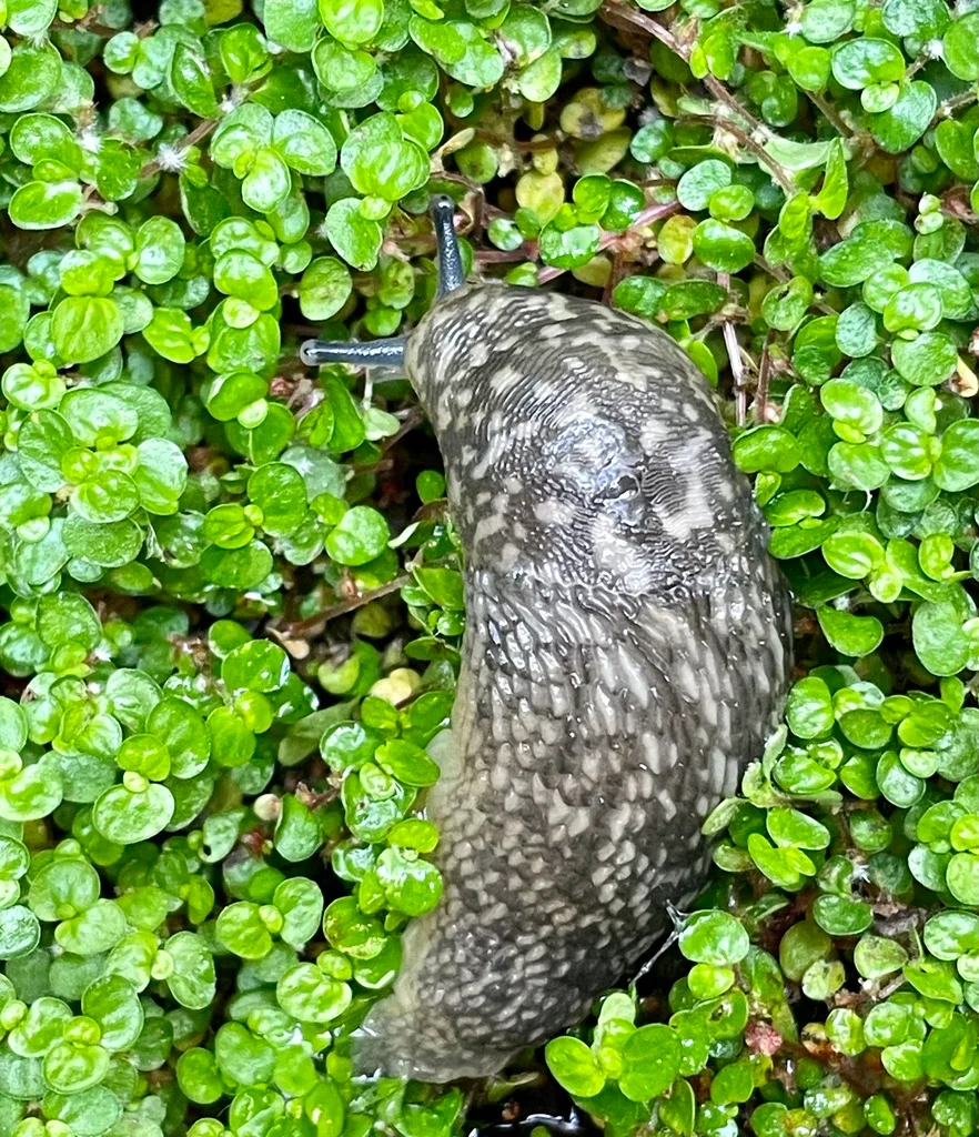 slug damage on impatiens with slime trail