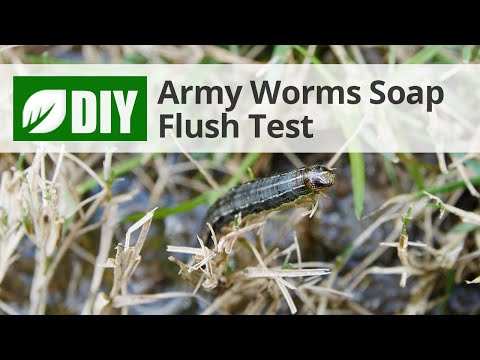 soap flush test for grubs