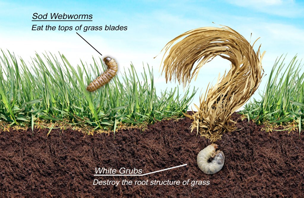 sod peel test grub inspection