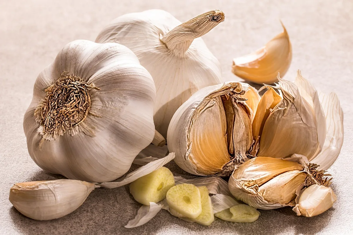 softneck garlic senescence lodging
