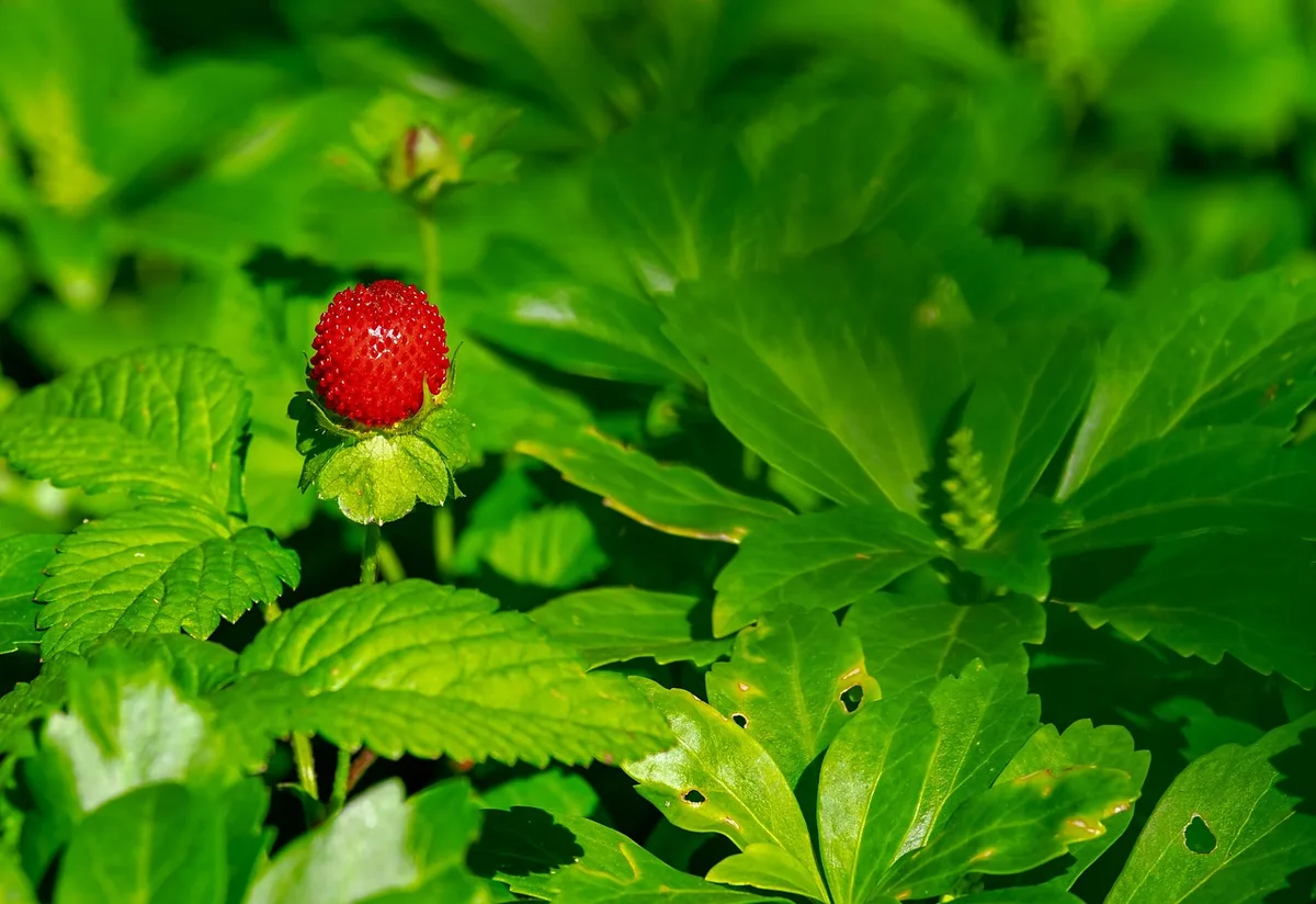 spider mites on strawberry leaf underside