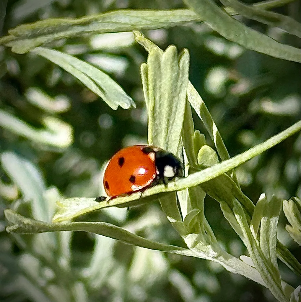 spider mites on underside of privet leaf