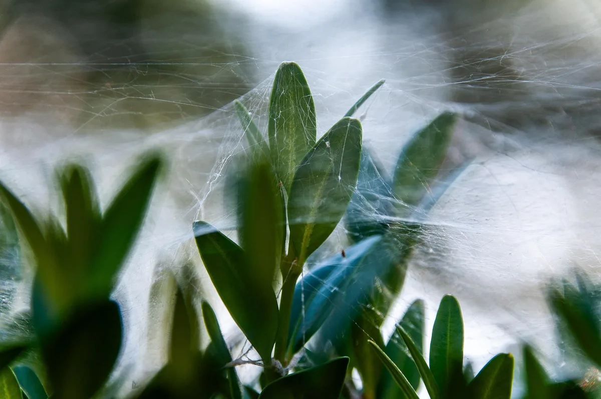 spider plant root bound repotting