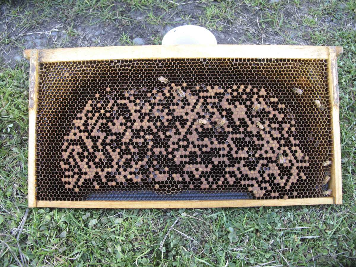 spotty brood pattern