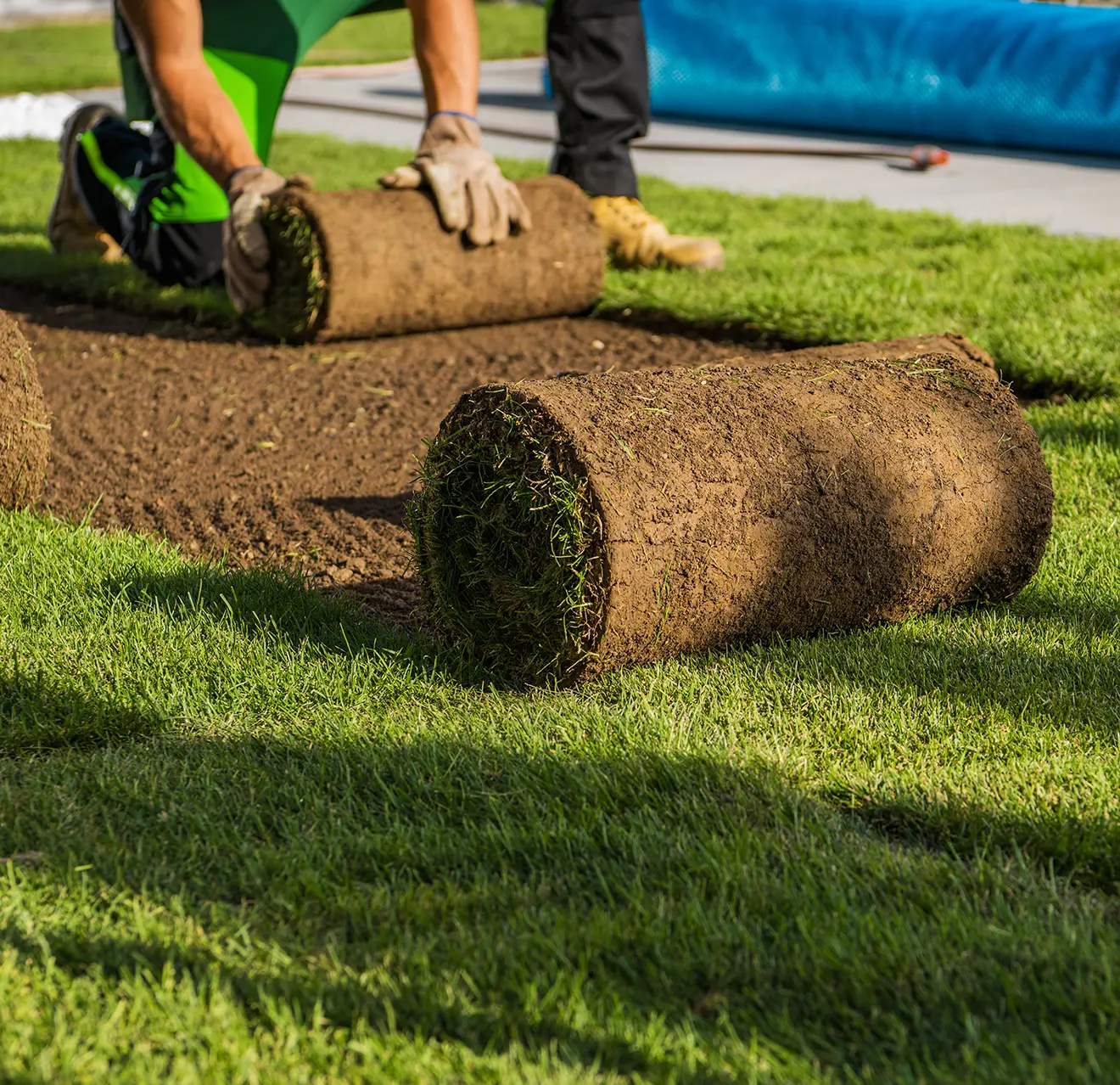 square foot sod roll grub sampling