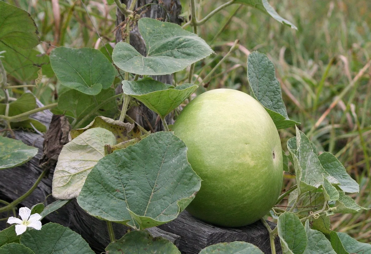 squash vine borer damage