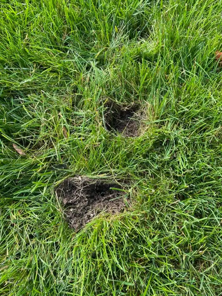 squirrel divot vs grub damage