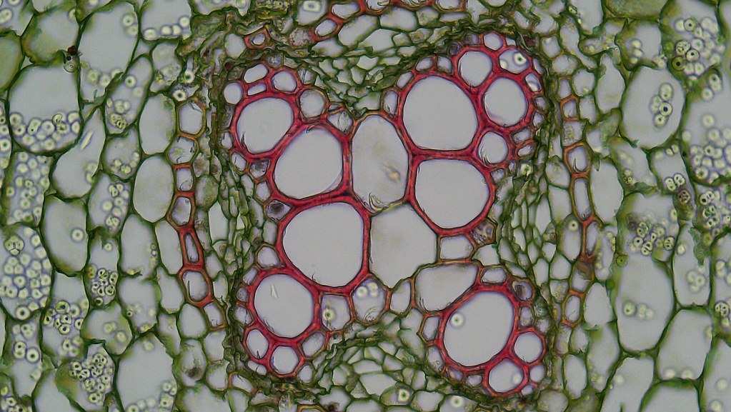 star-shaped cross-section of root