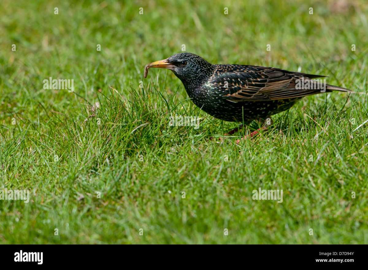 starling beak holes in lawn from grub hunting