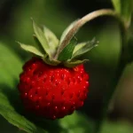 strawberry plant leaves with pest damage