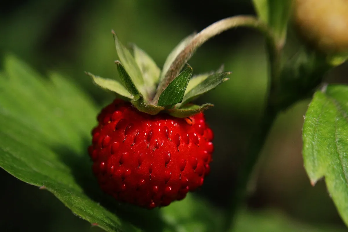 strawberry plant leaves with pest damage