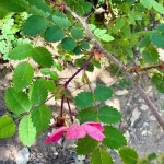 strawberry plant with damaged leaves at night