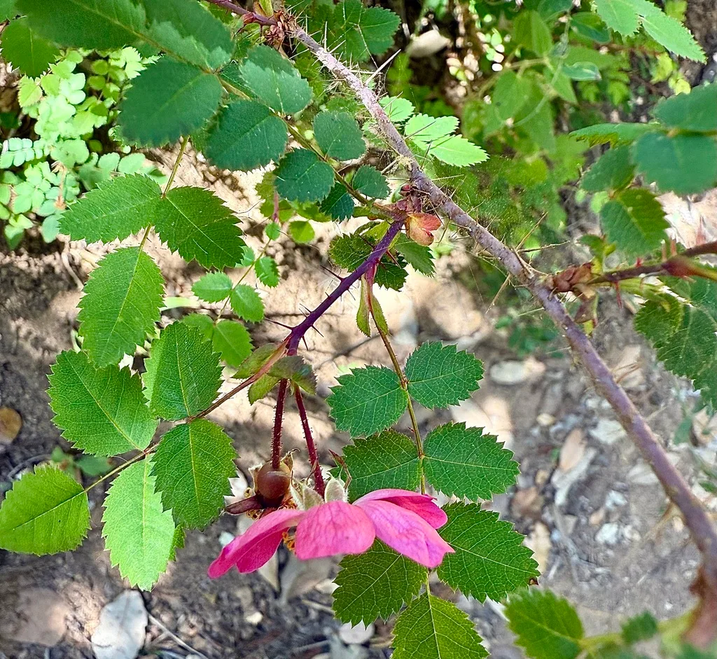 strawberry plant with damaged leaves at night