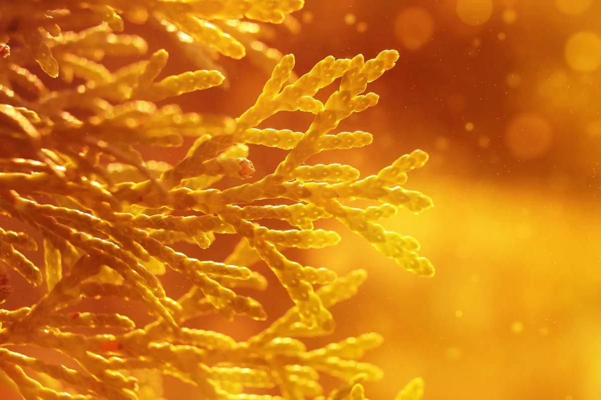sunshine ligustrum losing leaves