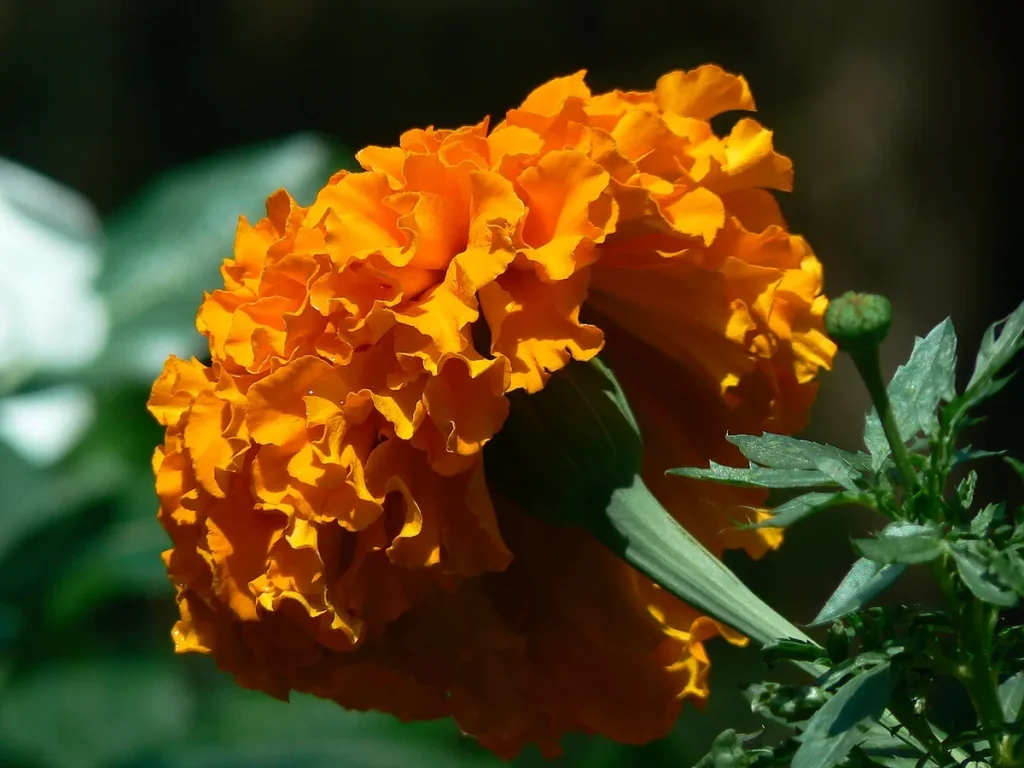 tall African marigolds growing in garden