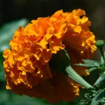 tall African marigolds growing in garden