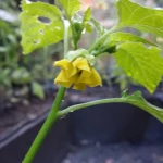tomatillo plant with yellowing leaves in garden bed