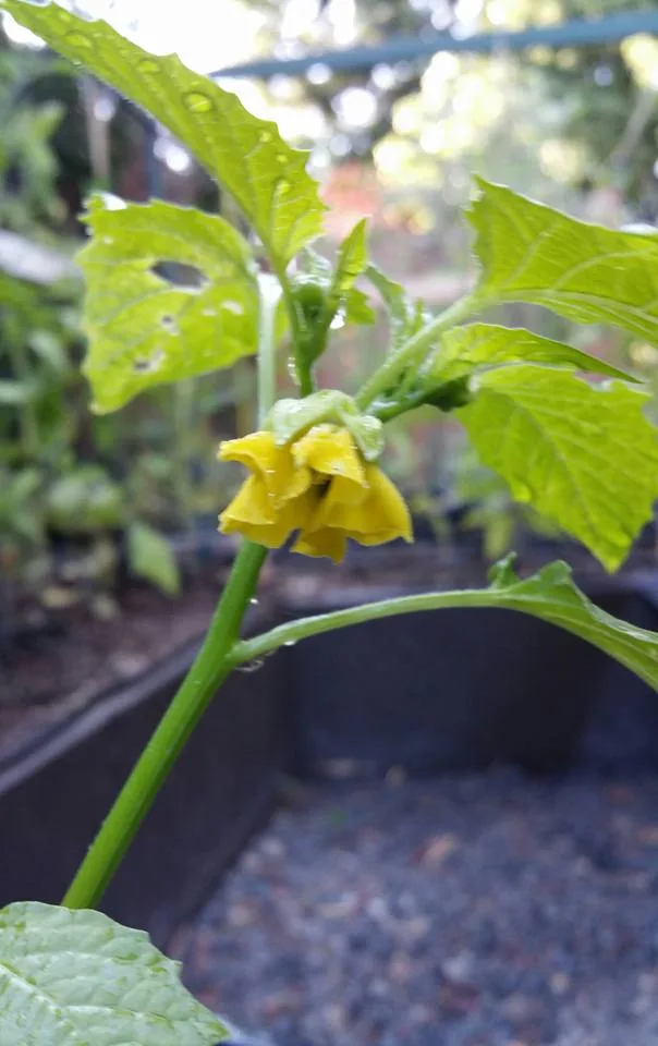 tomatillo plant with yellowing leaves in garden bed