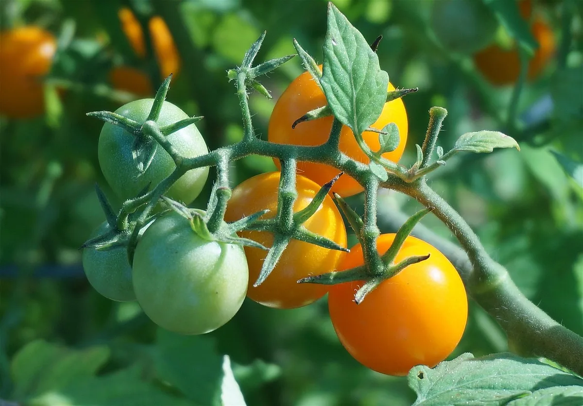 tomato skin wrinkling stages comparison