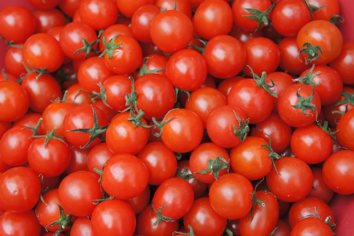 tomato sunscald damage