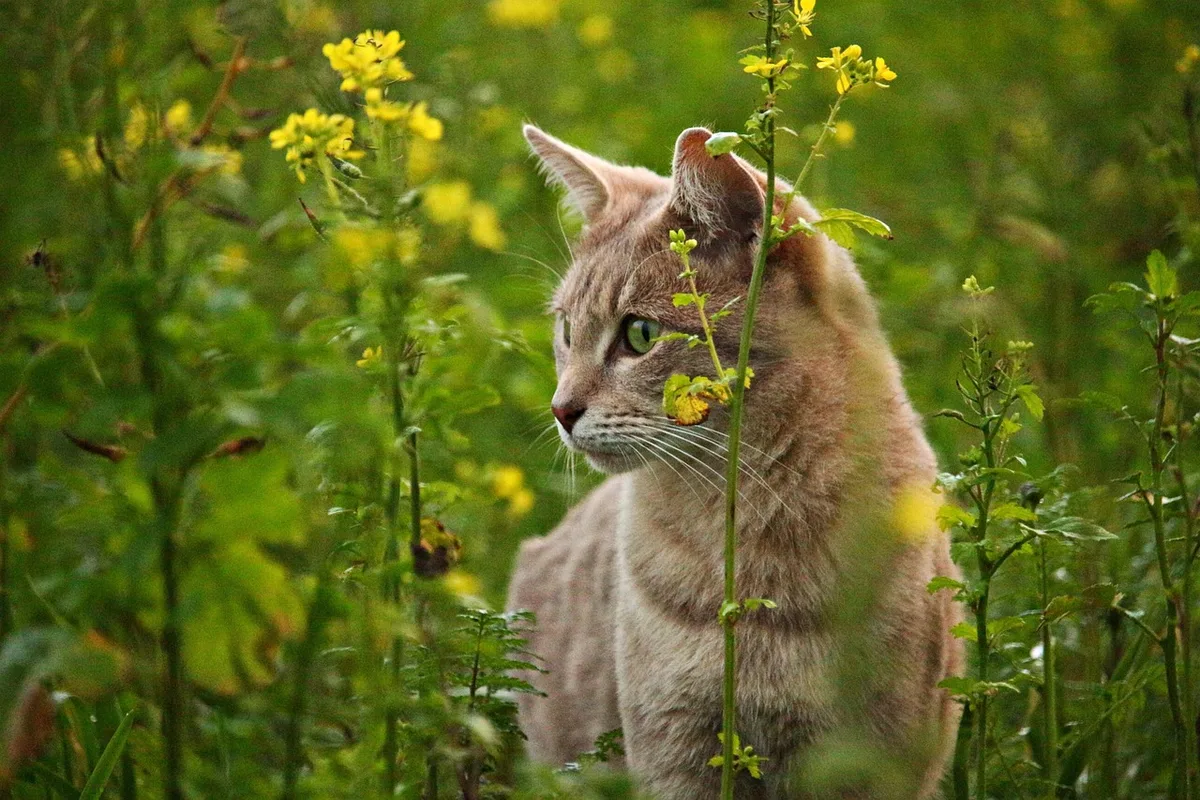 toxic vs safe plants for cats comparison
