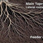 tree root damage inspection