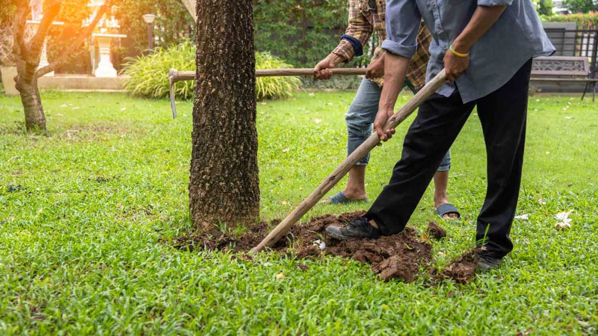 tree root damage inspection