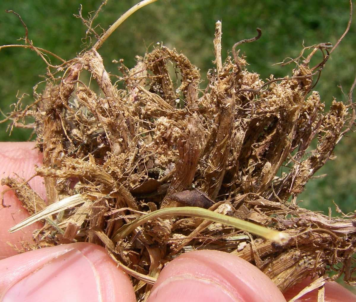 tug test peeling turf carpet
