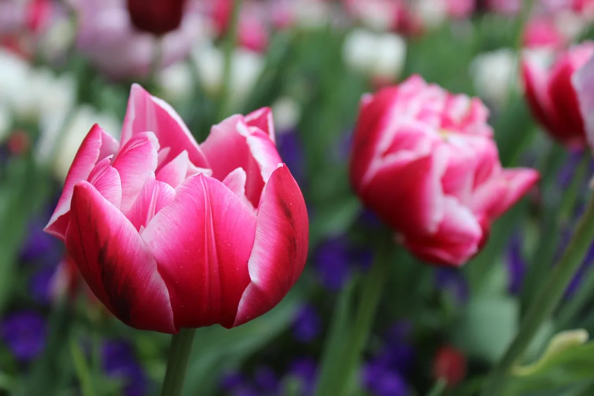 tulip foliage yellowing naturally in garden bed
