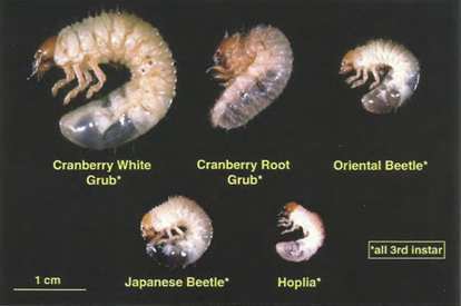 turf pest identification comparison