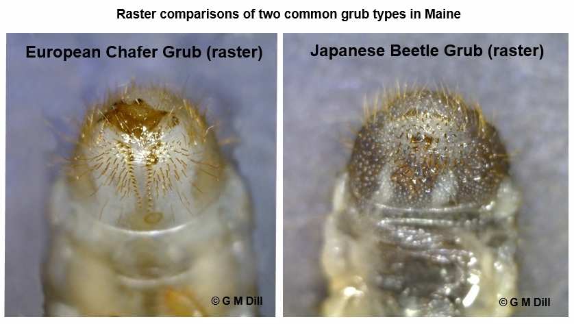 two white grub species comparison