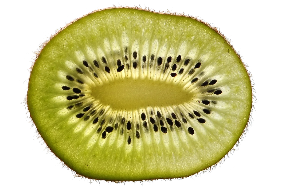 vascular browning verticillium cross section