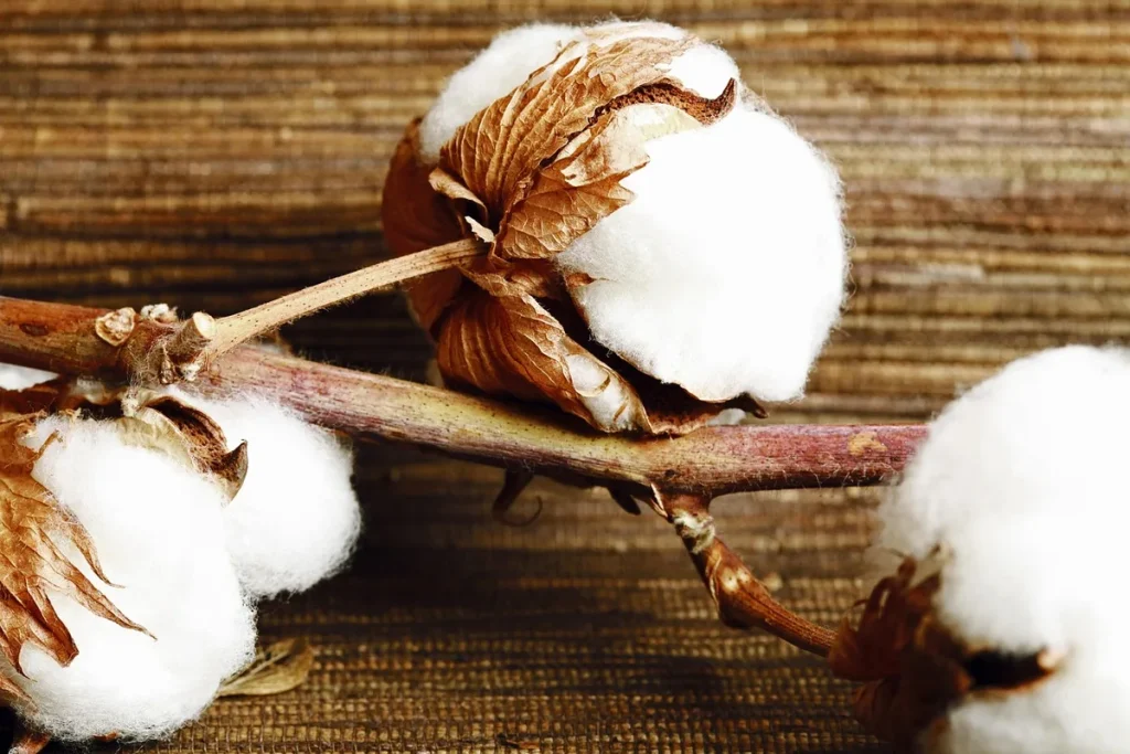 verticillium wilt hydrogen peroxide