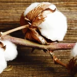 verticillium wilt hydrogen peroxide