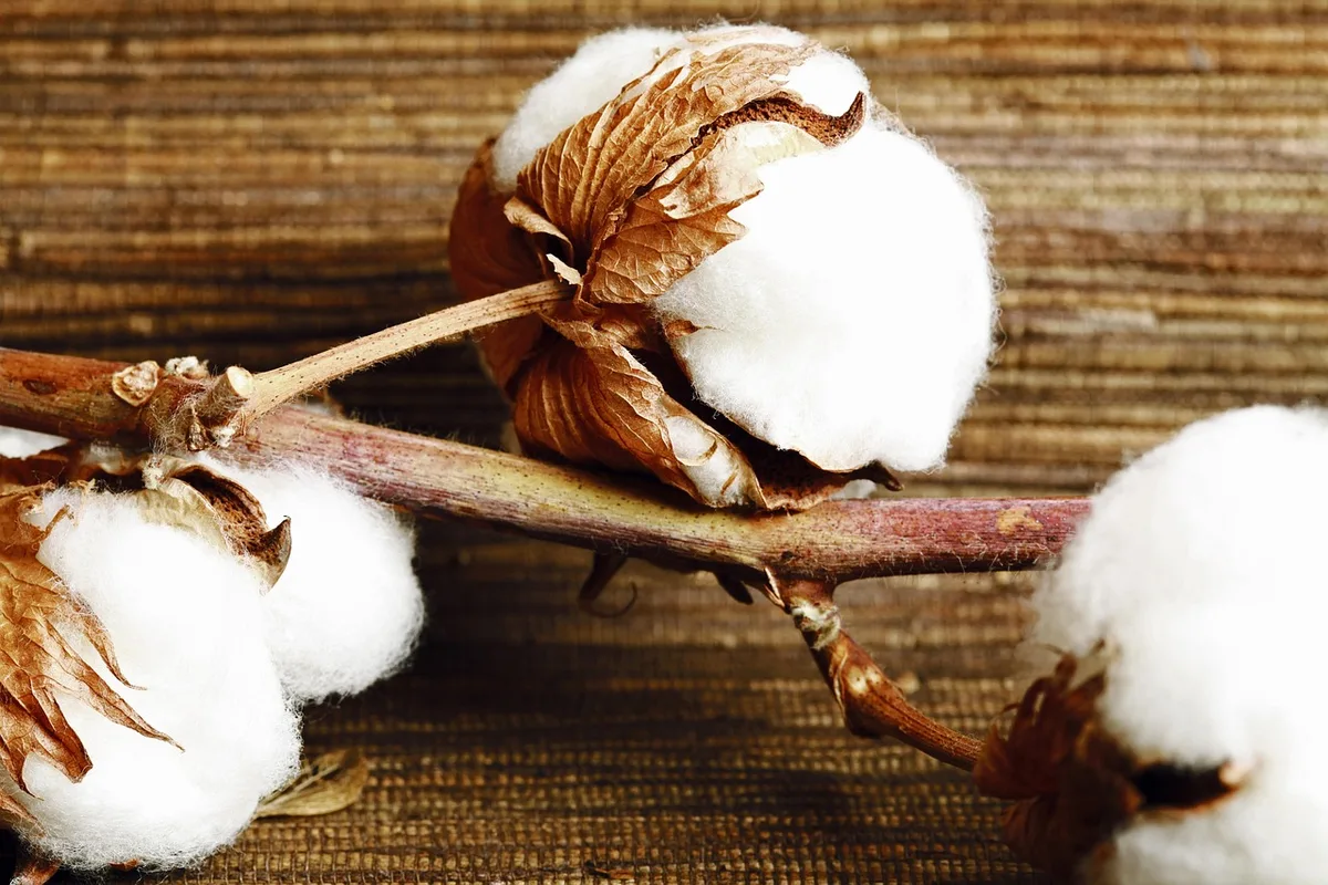 verticillium wilt hydrogen peroxide