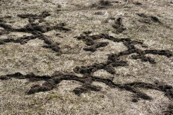 vole vs grub damage