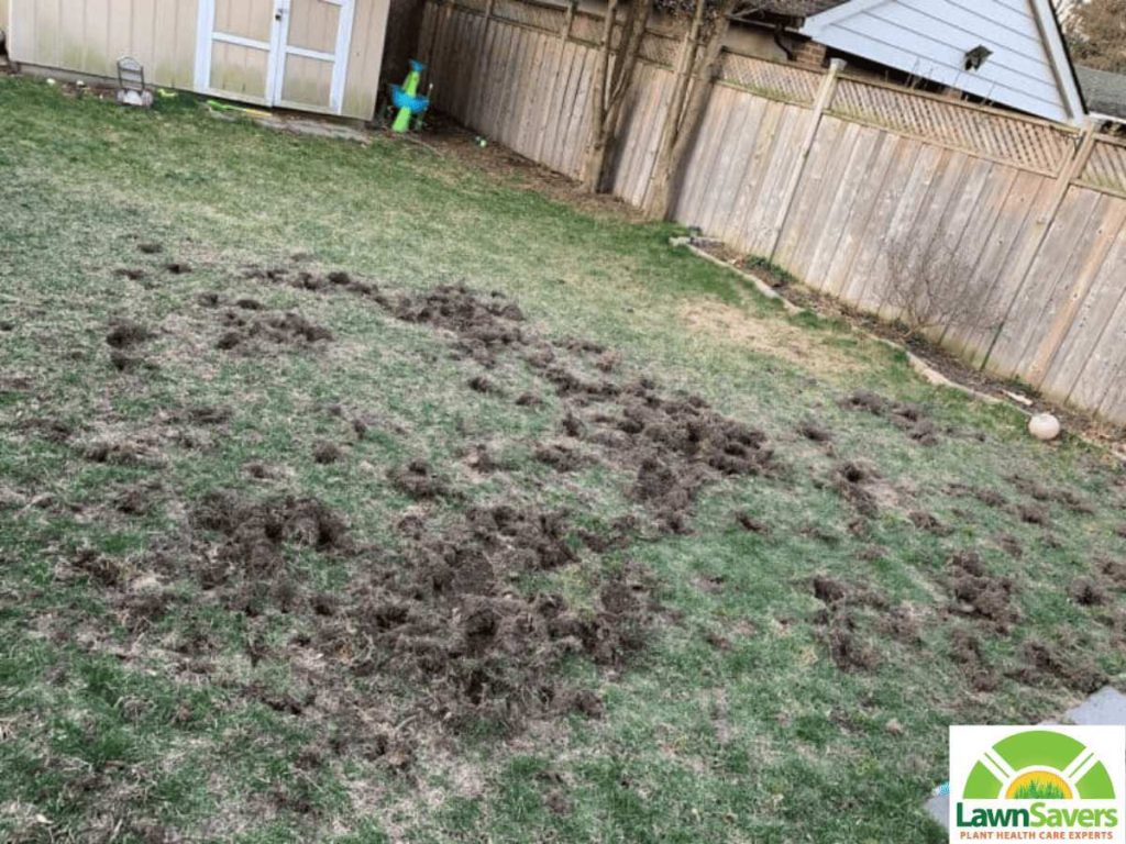 what animal digs for grubs