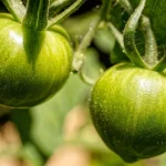 what animal eats impatiens