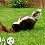what animals dig for grubs