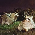what animals eat grubs at night