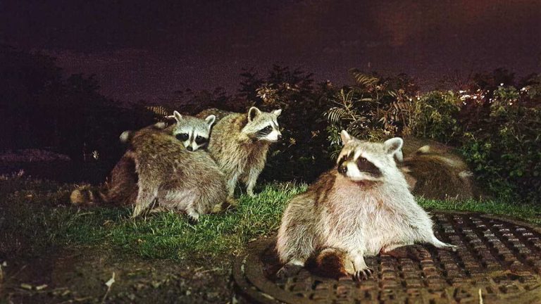 what animals eat grubs at night