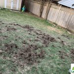 what animals eat grubs