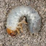 what are grub worms